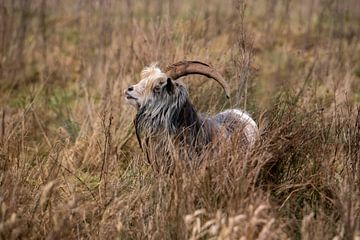 bok van Rianne Kugel