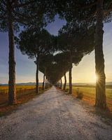 Bolgheri Straße, Pinien und Weinberge. Toskana