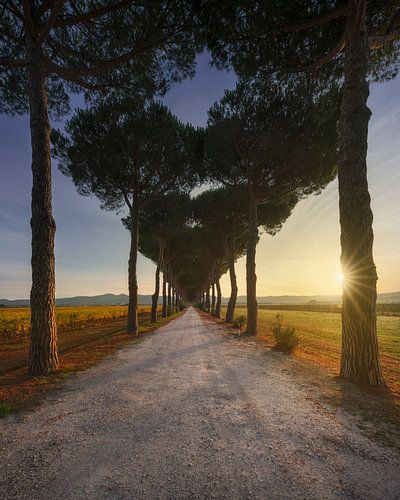 Bolgheri weg, pijnbomen en wijngaarden. Toscane