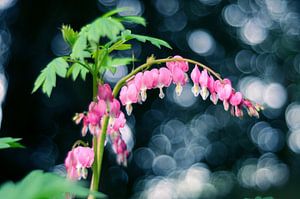 Macro amour sur Angelique Brunas