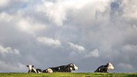 Vier schwarz-weiß gefleckte Kühe genießen das grüne Gras von Michel Seelen Miniaturansicht