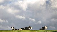 Vier zwart/wit gevlekte koeien genietend in het groene gras