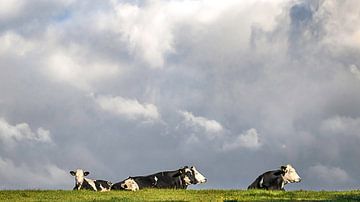 Vier zwart/wit gevlekte koeien genietend in het groene gras