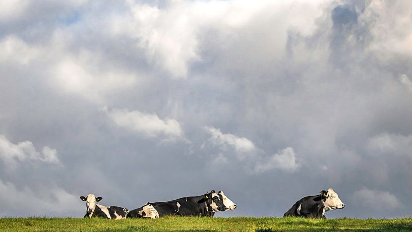 Quatre vaches tachetées noires et blanches profitant de l'herbe verte par Michel Seelen