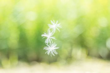 Pluisjes in de lucht