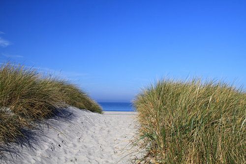 The dunes at the Baltic Sea