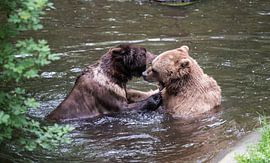 Playful Harmony: Bears in the Water by Emily Parry