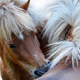 Paarden by Marian Steenbergen