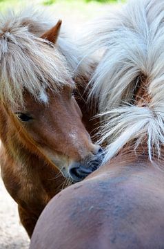 Paarden van Marian Steenbergen
