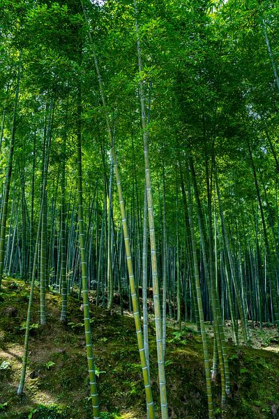 Bamboe bos in Kyoto van Mickéle Godderis
