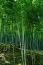 Bamboe bos in Kyoto van Mickéle Godderis thumbnail
