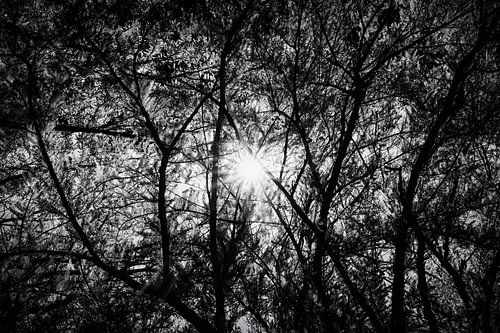 Sun through the Trees Silhouette in Black and White