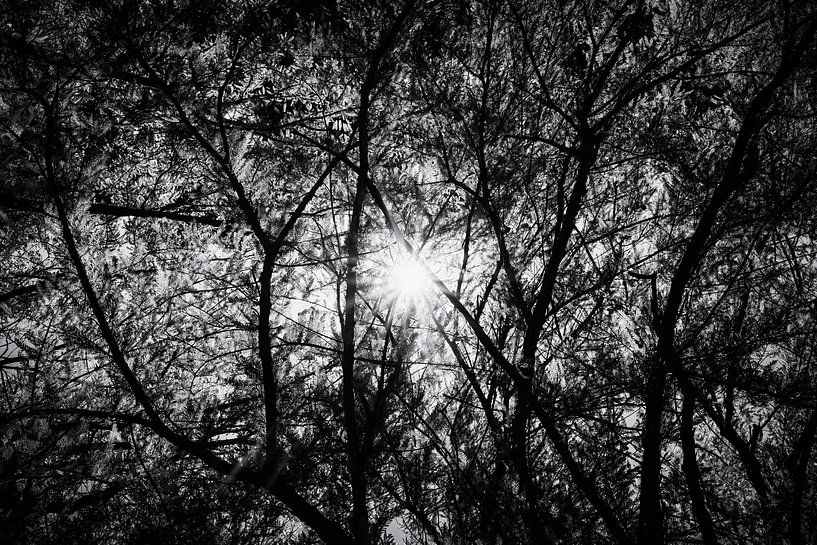 Zon door de Bomen Silhouet in Zwart en Wit van Andreea Eva Herczegh