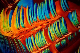 Omeprazole von André Wieringa