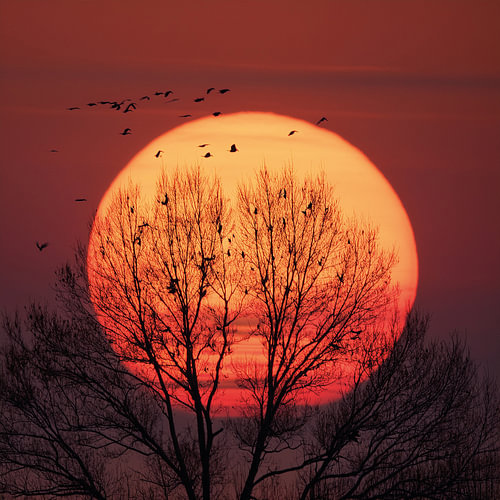 Illustration d'un arbre et d'oiseaux au coucher du soleil sur Patricia Hofmeester