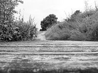 landschap