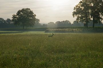 Landschaft am frühen Morgen. Ein Rehbock läuft durch das hohe Gras der Wiese.
