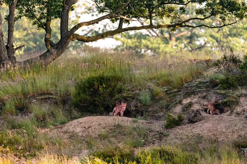 Two fox pups at their den. by Els Oomis