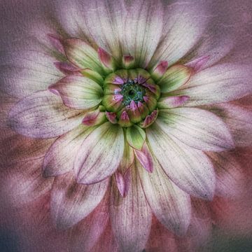 Dahlia sur Rob van der Pijll