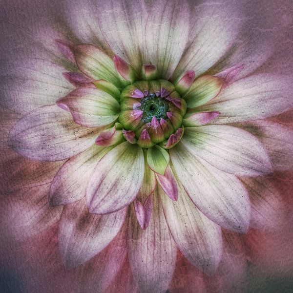 Dahlia par Rob van der Pijll