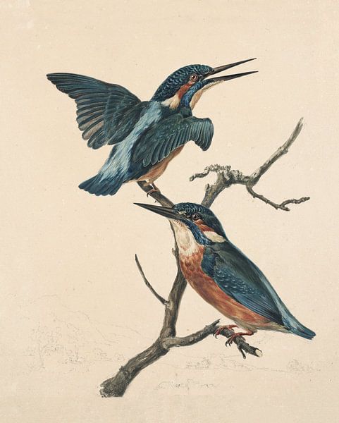 Two kingfishes on a branch, Stephanus Hendrik Willem van Trigt by Teylers Museum