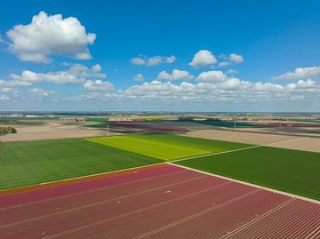 Tulips in agricutlural fields during springtime seen from above by Sjoerd van der Wal Photography