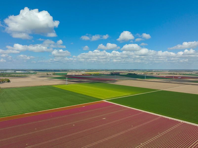 Tulpen in landbouwvelden tijdens de lente van bovenaf gezien van Sjoerd van der Wal Fotografie