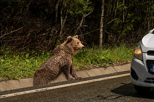 The Curb of the Carpathians