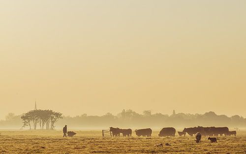 Boer op weg naar zijn koeien