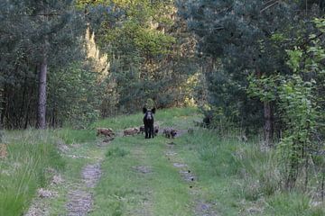 Overstekende wilde zwijnen in Nationaal park de Meinweg van Jack's Eye