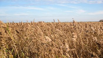 Niederländische Landschaft an einem sonnigen Herbsttag