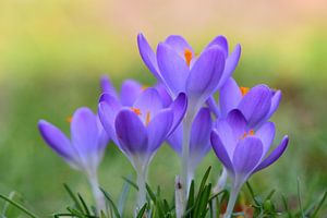 Un groupe de 6 crocus