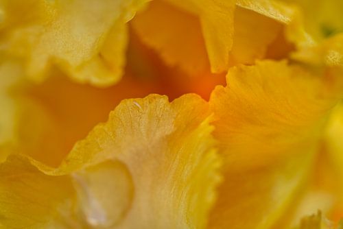 Gele Iris Bloem Abstract