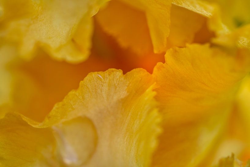 Gele Iris Bloem Abstract van Iris Holzer Richardson