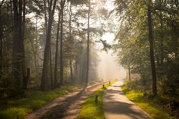 Pfad durch einen Buchen- und Kiefernwald an einem nebligen Herbstmorgen mit Sonnenlicht, das durch d von Sjoerd van der Wal