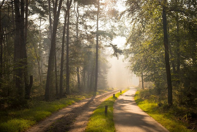 Sentier à travers une forêt de hêtres et de pins lors d'une matinée d'automne brumeuse avec des rayo par Sjoerd van der Wal Photographie