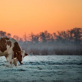 Koeien in het weiland tijdens zonsopkomst in de winter in de Noardlike Fryske Walden in Friesland van Marcel van Kammen