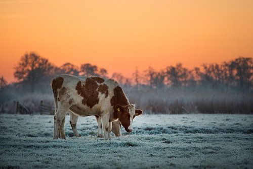 Cows in the meadow during sunrise in winter in the Noardlike Fryske Walden in Friesland.
