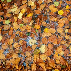 Herbstblätter bedecken den nassen Boden und schaffen einen warmen Farbteppich auf der gepflasterten Fläche von ChrisWillemsen