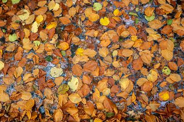 Herbstblätter bedecken den nassen Boden und schaffen einen warmen Farbteppich auf der gepflasterten Fläche