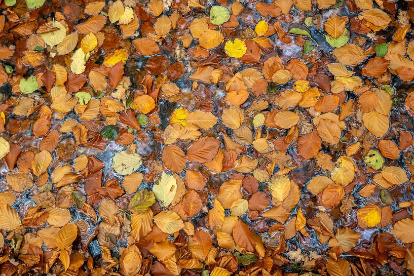 Herfstbladeren bedekken natte grond en creëren warme herfstkleuren op het verharde oppervlak van ChrisWillemsen