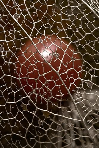 Close-up uit de natuur: Het lampionnetje (Physalis)