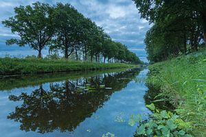 Arbres en ligne
