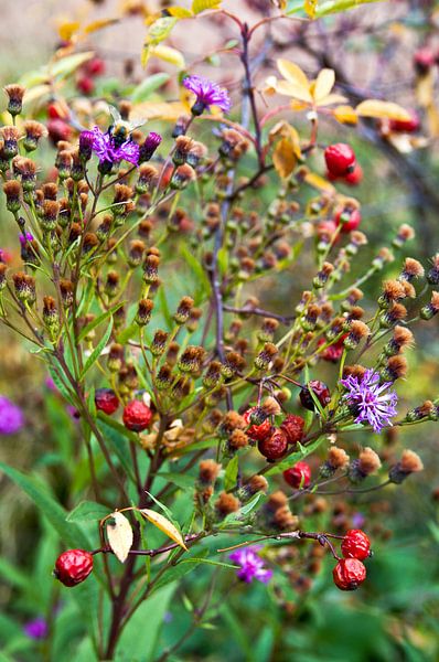 Rote Hagebutten und farbenfrohe Wildblüten im Herbstlicht von Silva Wischeropp