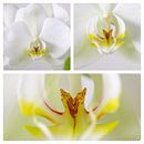 Orchidee 3 luik von Wiljo van Essen Miniaturansicht