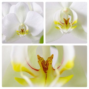 Orchidee 3 luik sur Wiljo van Essen