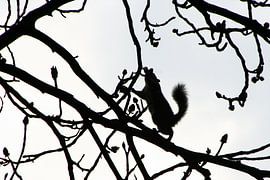 der dunkle Ritter von Andrew van der Beek