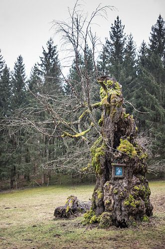 knoestige boom