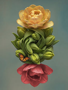 Nature morte contemporaine représentant une tulipe - Tulipe royale
