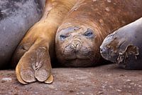 elephantseal